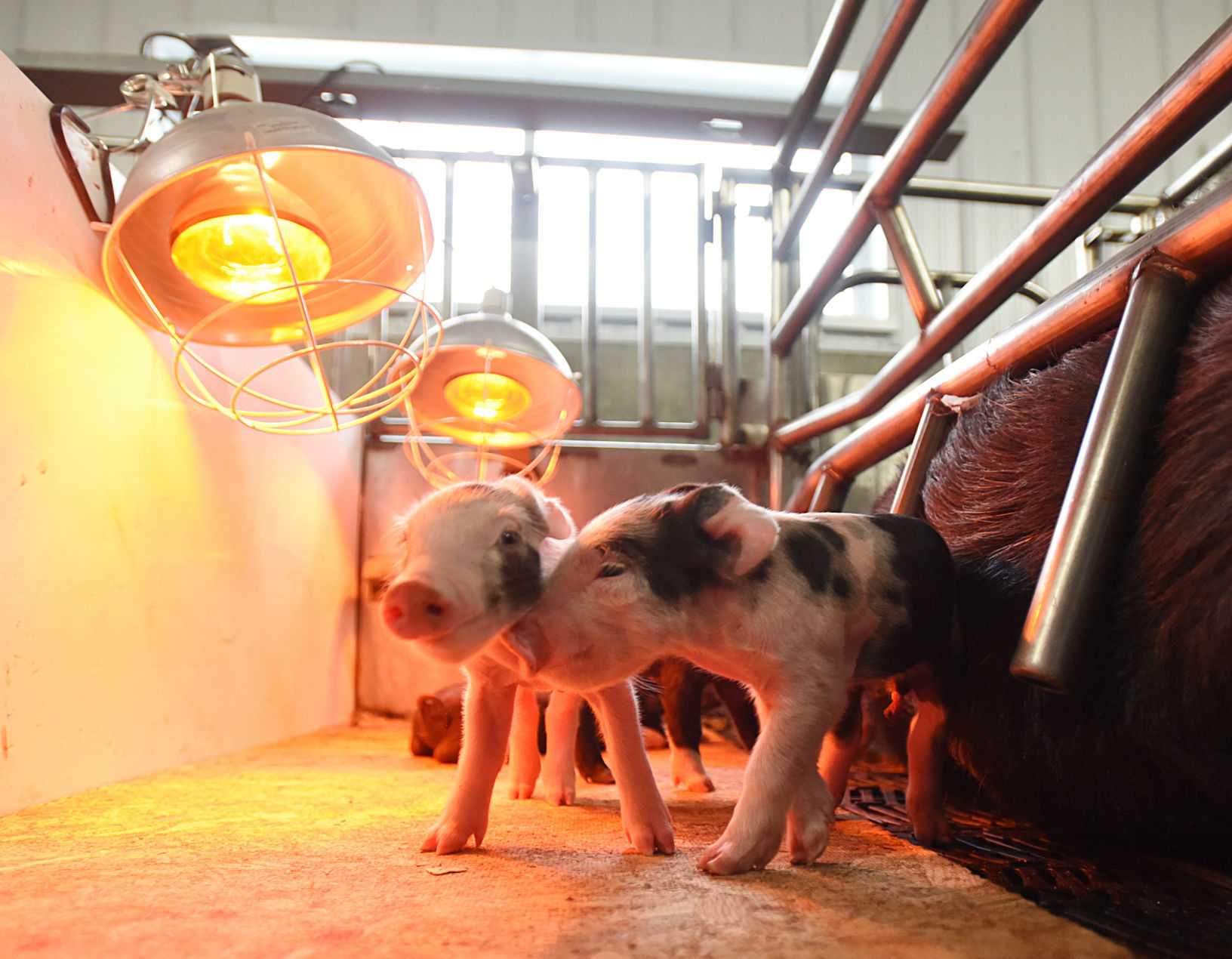 200205-HP-countryside-pigs2-photo.jpg